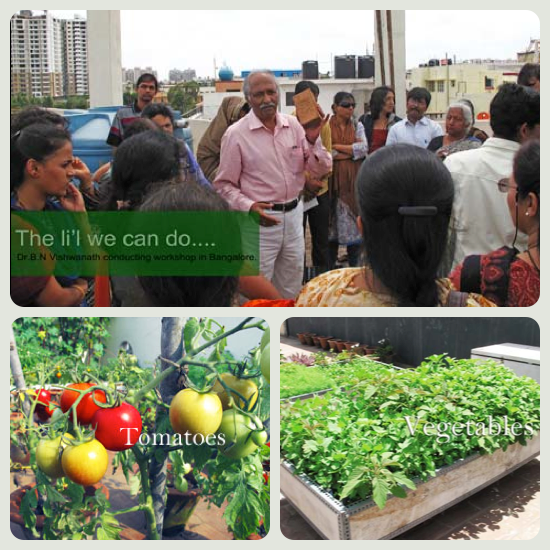 Organic Garden